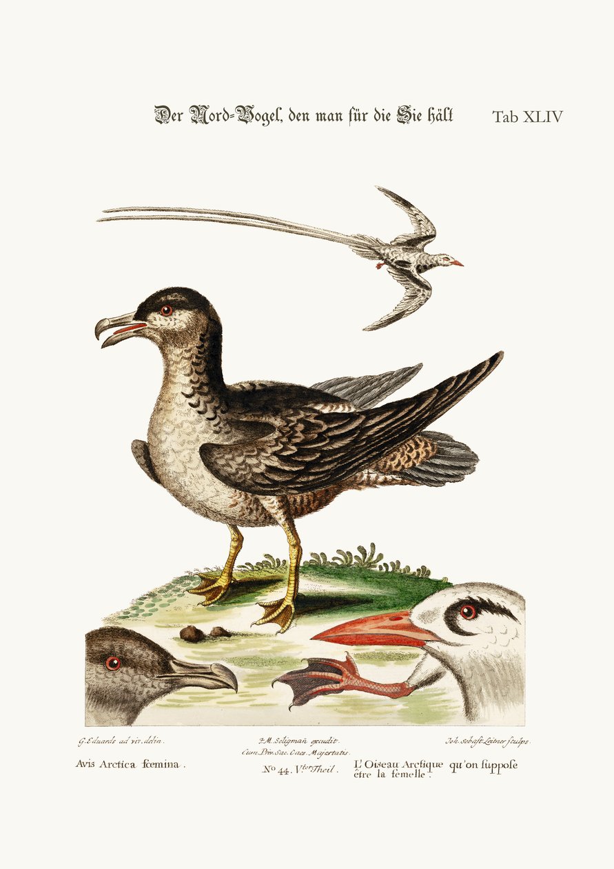 De Arctische vogel, verondersteld de hen te zijn. De Tropische vogel, 1749-73 door George Edwards