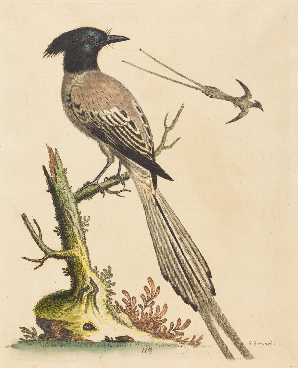 De zwart-witte kuifparadijsvogel door George Edwards
