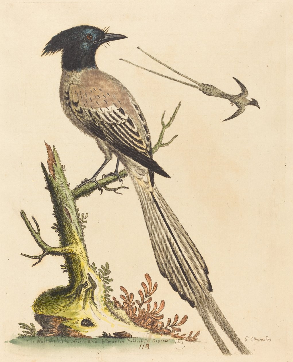 De Zwart-witte Kuifvogel van het Paradijs, gepubliceerd 1743 door George Edwards