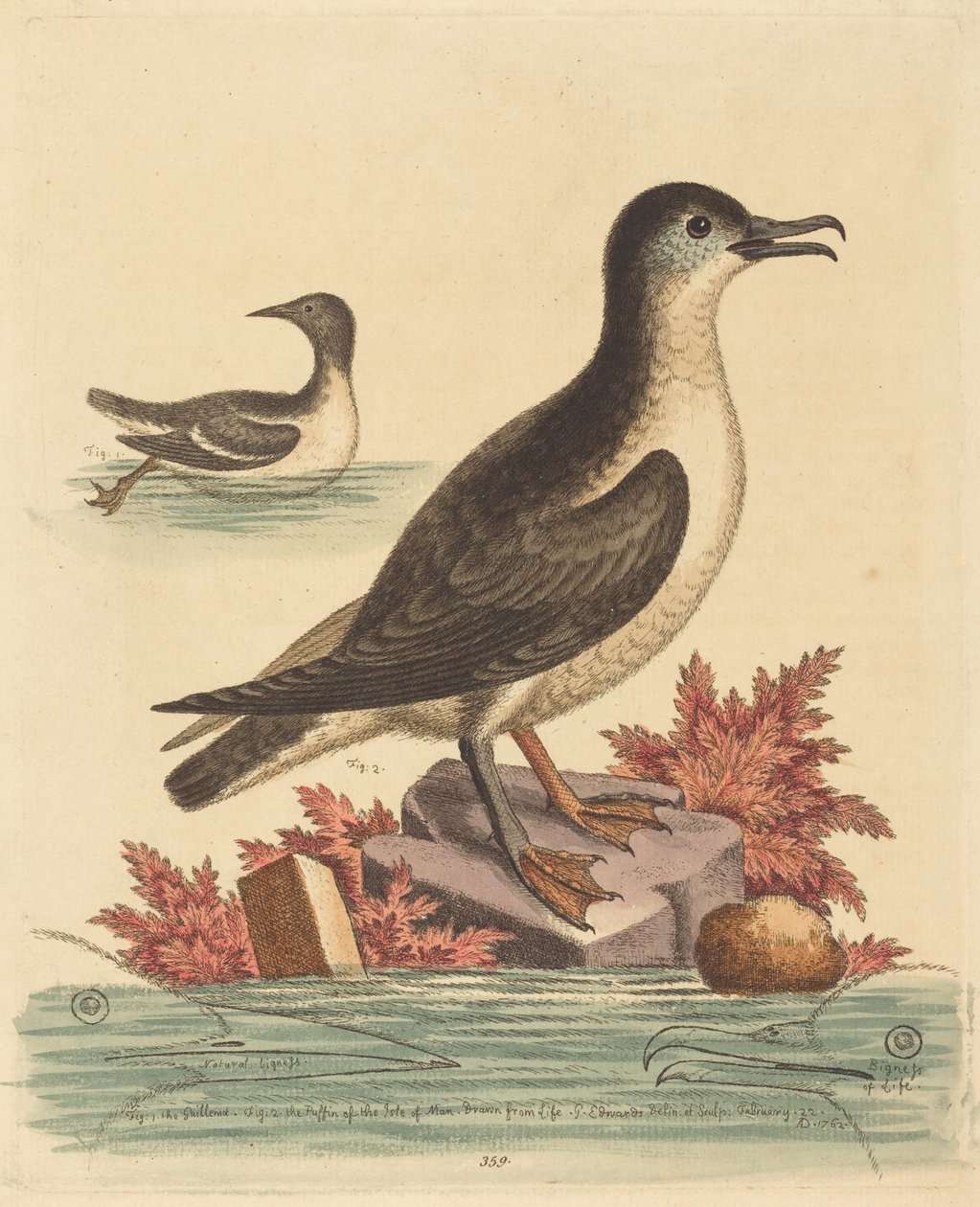 De zeekoet en de papegaaiduiker van het eiland Man door George Edwards
