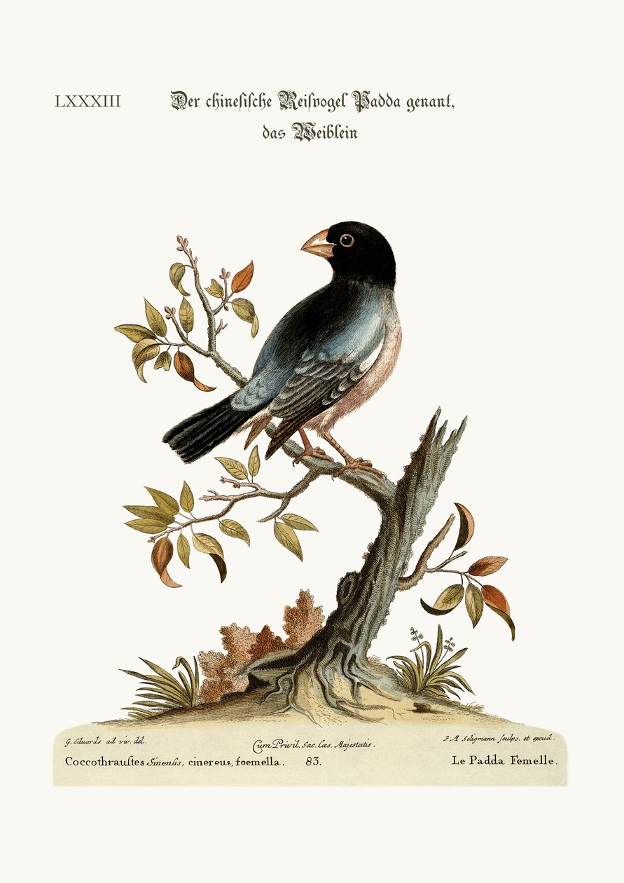 De Hen Padda of Rijstvogel, 1749-73 door George Edwards