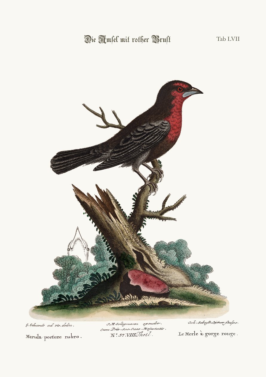 De Roodborst Zwartvogel, 1749-73 door George Edwards