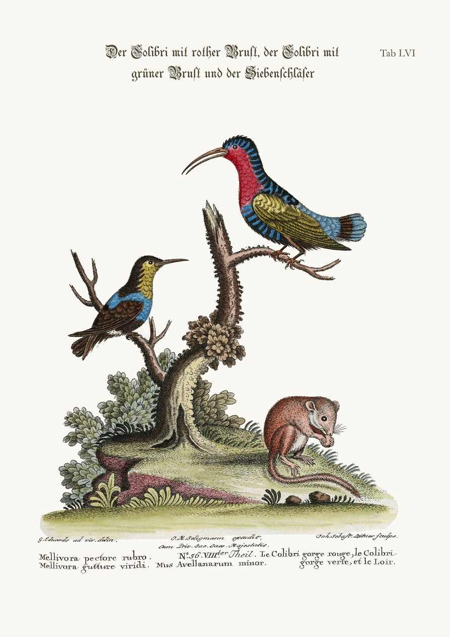 De Roodborstkolibrie, de Groenthroated Kolibrie, en de Slaapmuis, 1749-73 door George Edwards