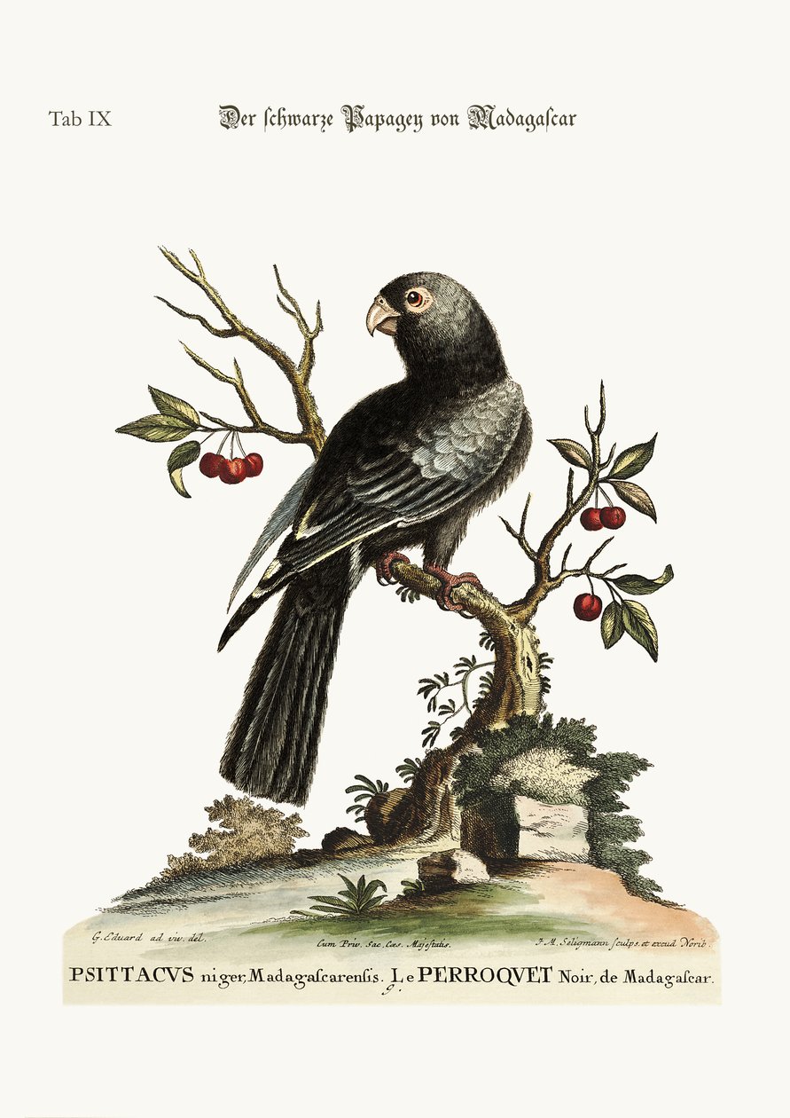 De zwarte Papegaai uit Madagaskar, 1749-73 door George Edwards