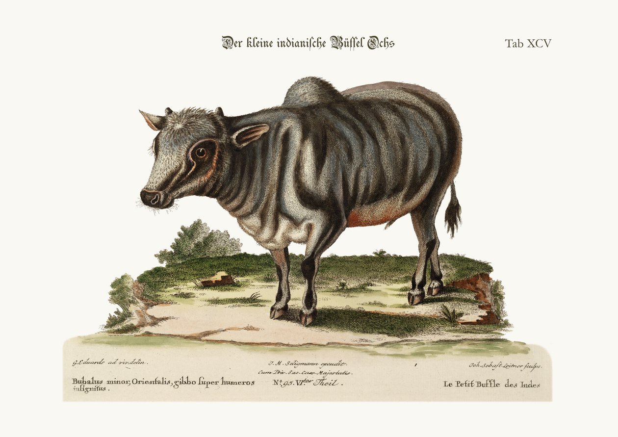 De kleine Indiase buffel, 1749-73 door George Edwards