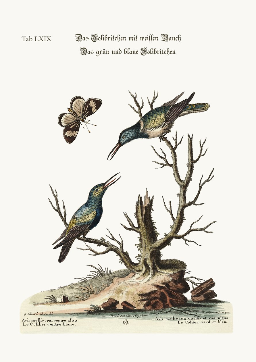 De witbuikige kolibrie. De groene en blauwe kolibrie, 1749-73 door George Edwards