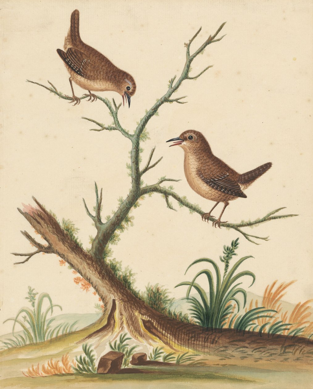 [Twee vogels] door George Edwards