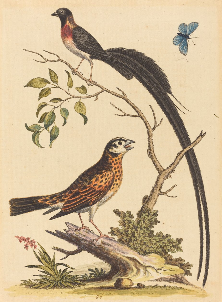 Twee Vogels, Een met Zeer Lange Staartveren, en Blauwe Vlinder door George Edwards
