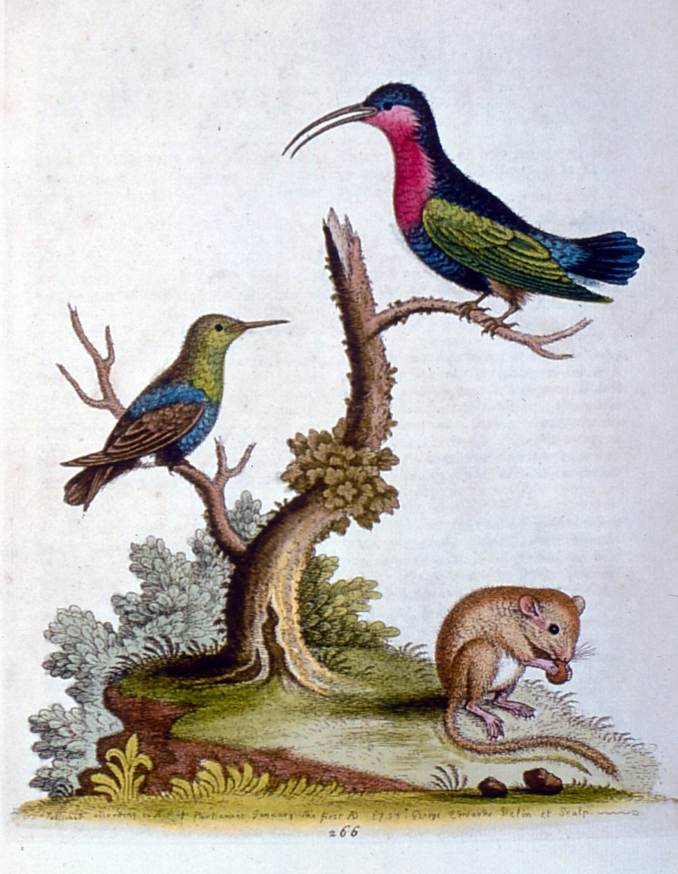 Aquarelillustratie uit een boek met zeldzame vogels van G Edwards 1750. George Edwards (1694-1773) was een Britse naturalist en ornitholoog. Hij reisde veel door Europa en bestudeerde de natuurlijke historie en vogels in het bijzonder. Hij kreeg enige erke door George Edwards