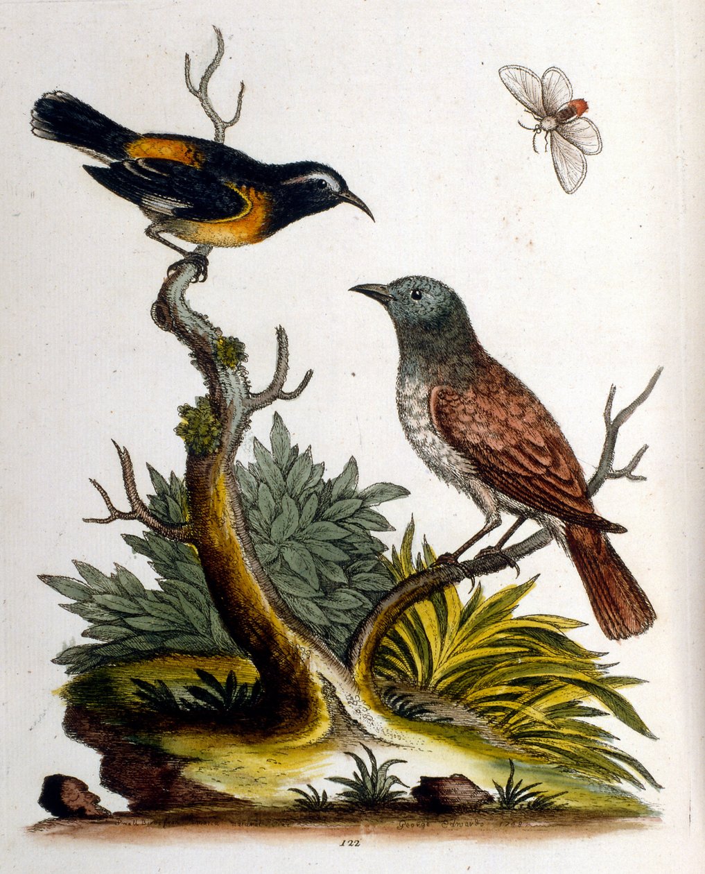 Aquarelillustratie uit een boek met zeldzame vogels van G Edwards 1750. George Edwards (1694-1773) was een Britse naturalist en ornitholoog. Hij reisde veel door Europa en bestudeerde de natuurlijke historie en vogels in het bijzonder. Hij kreeg enige erke door George Edwards