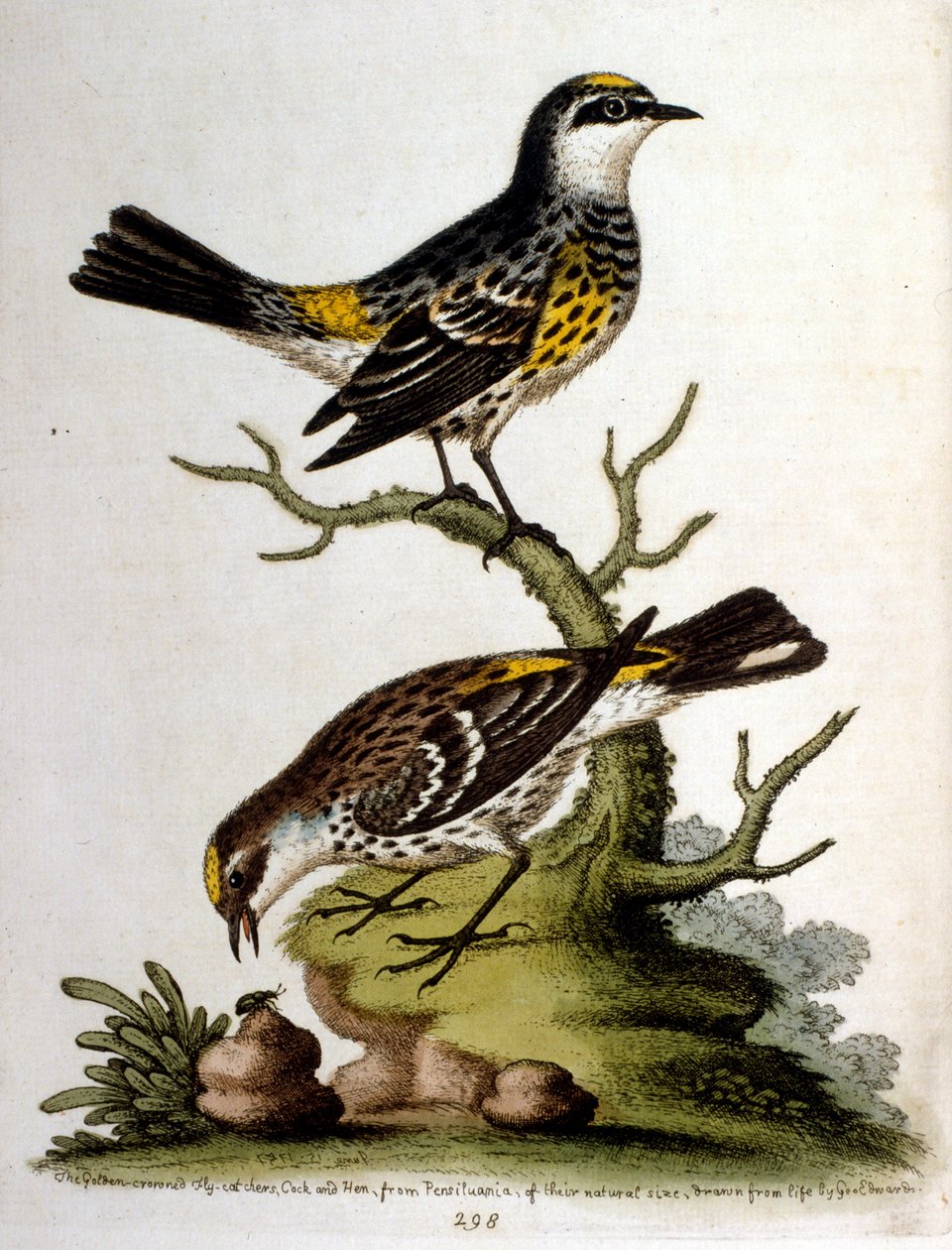 Aquarelillustratie uit een boek met zeldzame vogels van G Edwards 1750. George Edwards (1694-1773) was een Britse naturalist en ornitholoog. Hij reisde veel door Europa en bestudeerde de natuurlijke historie en vogels in het bijzonder. Hij kreeg enige erke door George Edwards