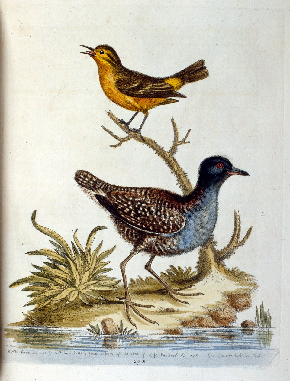 Aquarelillustratie uit een boek met zeldzame vogels van G Edwards 1750. George Edwards (1694-1773) was een Britse naturalist en ornitholoog. Hij reisde veel door Europa en bestudeerde de natuurlijke historie en vogels in het bijzonder. Hij kreeg enige erke door George Edwards