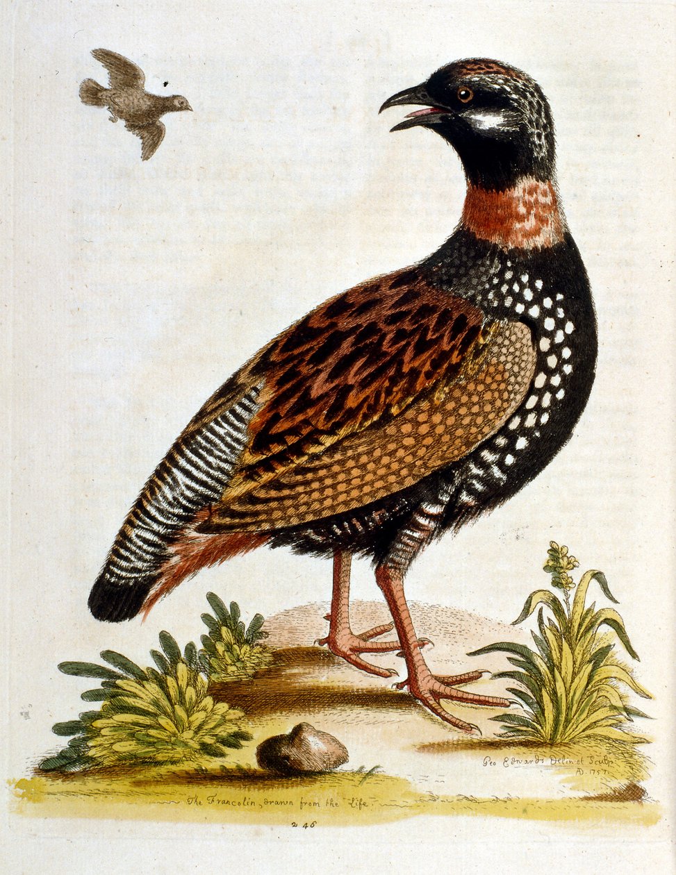 Aquarelillustratie uit een boek met zeldzame vogels van G Edwards 1750. George Edwards (1694-1773) was een Britse naturalist en ornitholoog. Hij reisde veel door Europa en bestudeerde de natuurlijke historie en vogels in het bijzonder. Hij kreeg enige erke door George Edwards