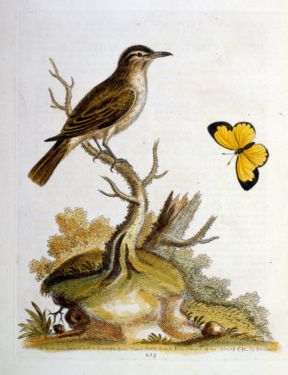 Aquarelillustratie uit een boek met zeldzame vogels van G Edwards 1750. George Edwards (1694-1773) was een Britse naturalist en ornitholoog. Hij reisde veel door Europa en bestudeerde de natuurlijke historie en vogels in het bijzonder. Hij kreeg enige erke door George Edwards