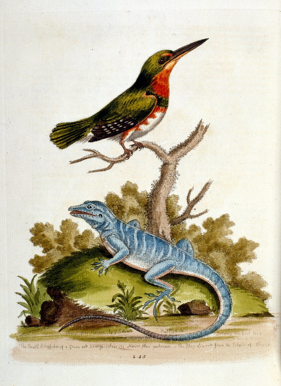 Aquarelillustratie uit een boek met zeldzame vogels van G Edwards 1750. George Edwards (1694-1773) was een Britse naturalist en ornitholoog. Hij reisde veel door Europa en bestudeerde de natuurlijke historie en vogels in het bijzonder. Hij kreeg enige erke door George Edwards