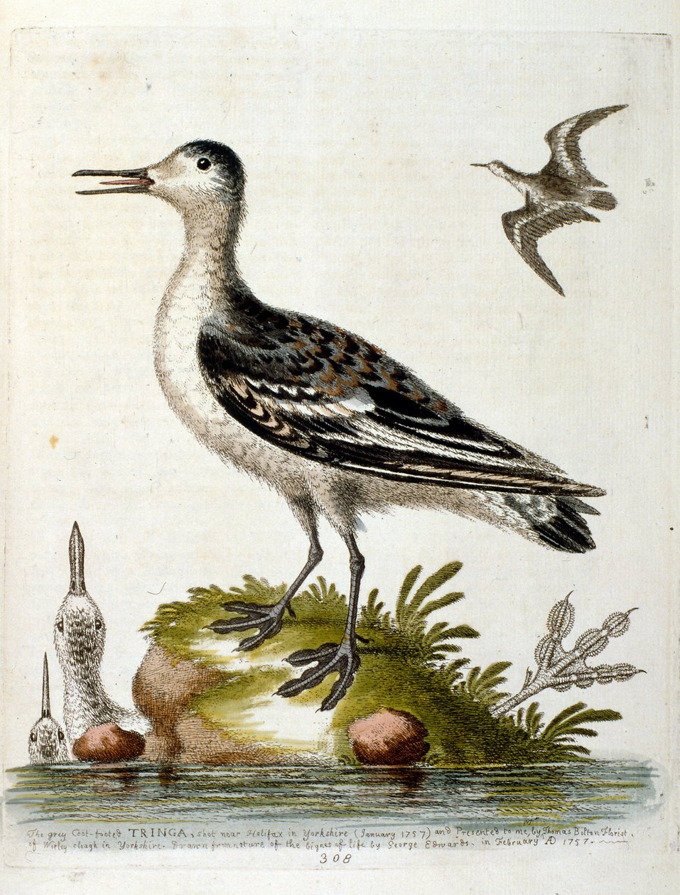 Aquarelillustratie uit een boek met zeldzame vogels van G Edwards 1750. George Edwards (1694-1773) was een Britse naturalist en ornitholoog. Hij reisde veel door Europa en bestudeerde de natuurlijke historie en vogels in het bijzonder. Hij kreeg enige erke door George Edwards