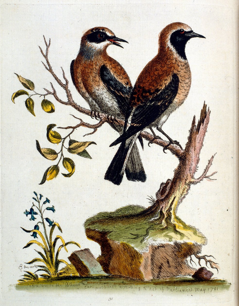 Aquarelillustratie uit een boek met zeldzame vogels van G Edwards 1750. George Edwards (1694-1773) was een Britse naturalist en ornitholoog. Hij reisde veel door Europa en bestudeerde de natuurlijke historie en vogels in het bijzonder. Hij kreeg enige erke door George Edwards