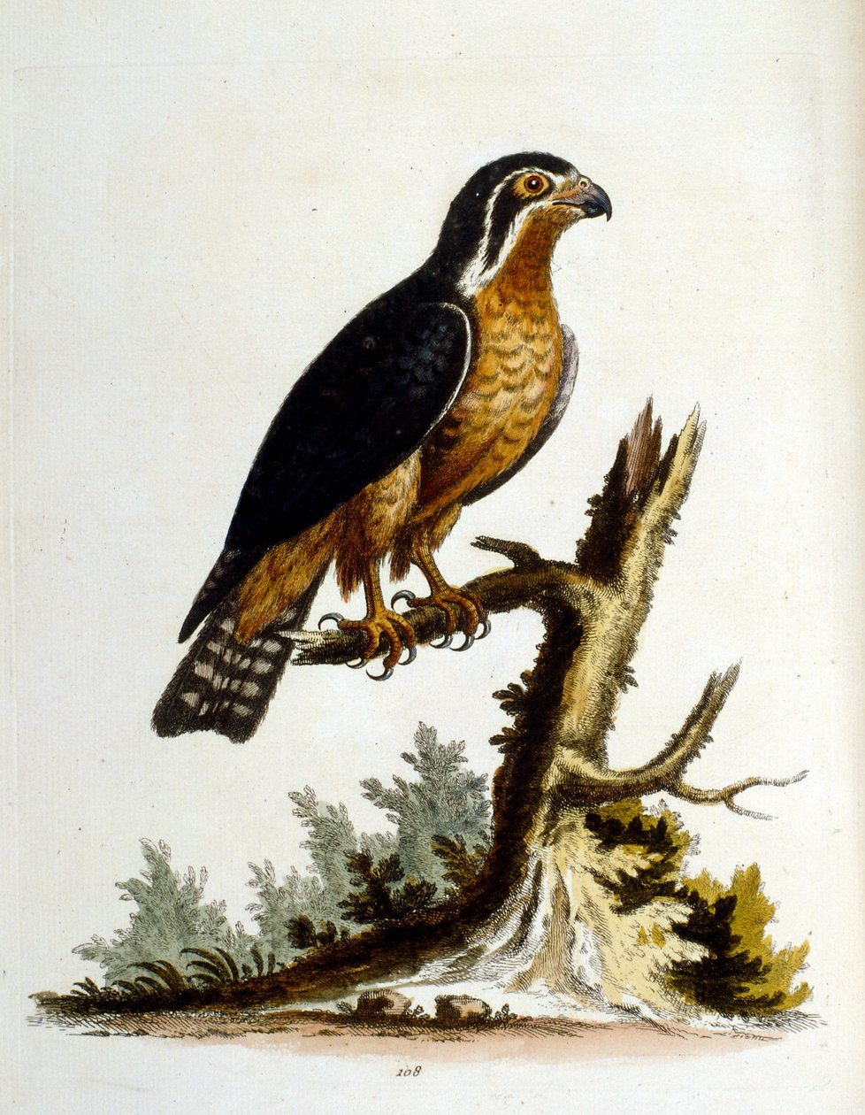 Aquarelillustratie uit een boek met zeldzame vogels van G Edwards 1750. George Edwards (1694-1773) was een Britse naturalist en ornitholoog. Hij reisde veel door Europa en bestudeerde de natuurlijke historie en vogels in het bijzonder. Hij kreeg enige erke door George Edwards