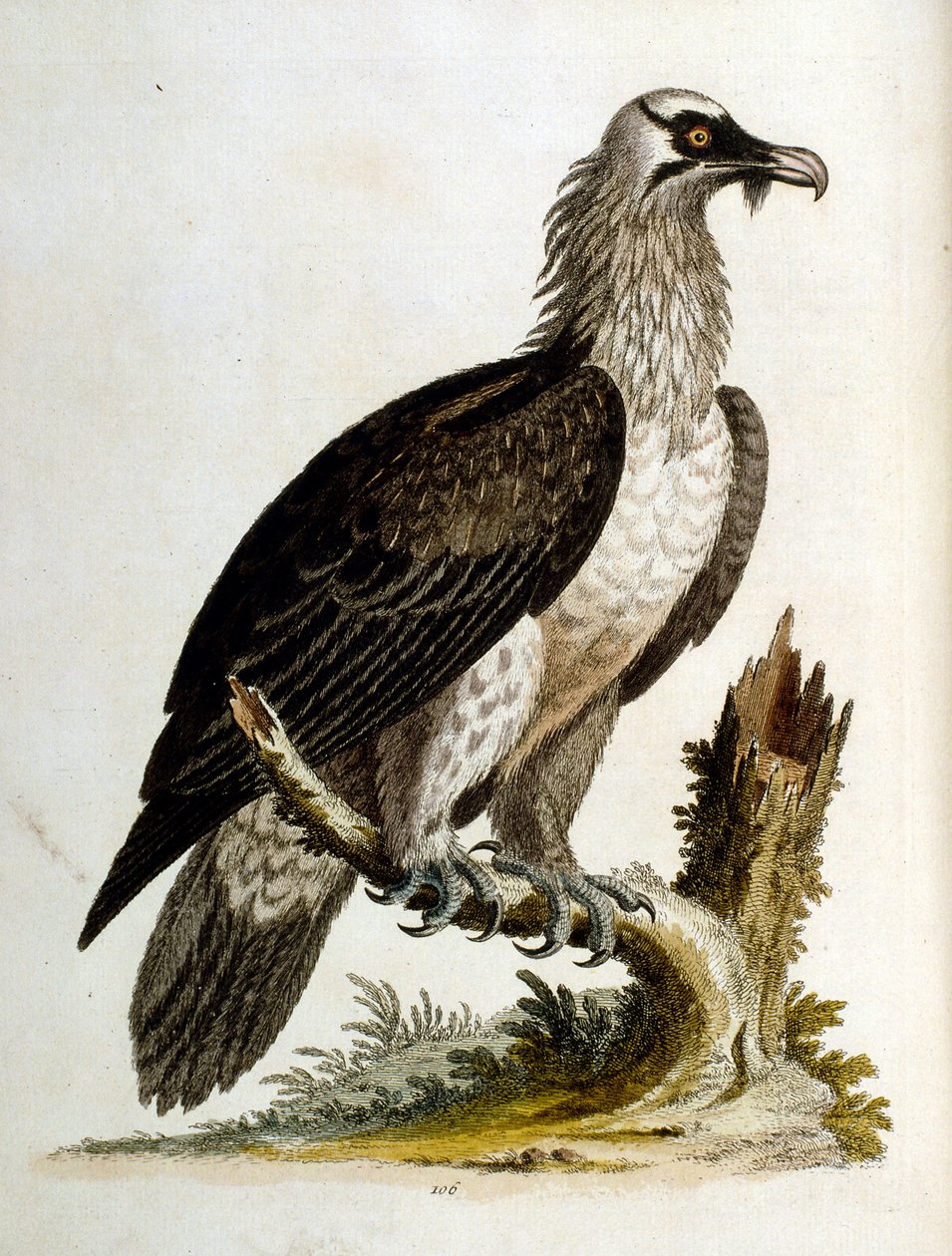 Aquarelillustratie uit een boek met zeldzame vogels van G Edwards 1750. George Edwards (1694-1773) was een Britse naturalist en ornitholoog. Hij reisde veel door Europa en bestudeerde de natuurlijke historie en vogels in het bijzonder. Hij kreeg enige erke door George Edwards