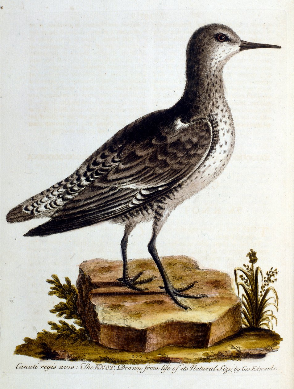 Aquarelillustratie uit een boek met zeldzame vogels van G Edwards 1750. George Edwards (1694-1773) was een Britse naturalist en ornitholoog. Hij reisde veel door Europa en bestudeerde de natuurlijke historie en vogels in het bijzonder. Hij kreeg enige erke door George Edwards