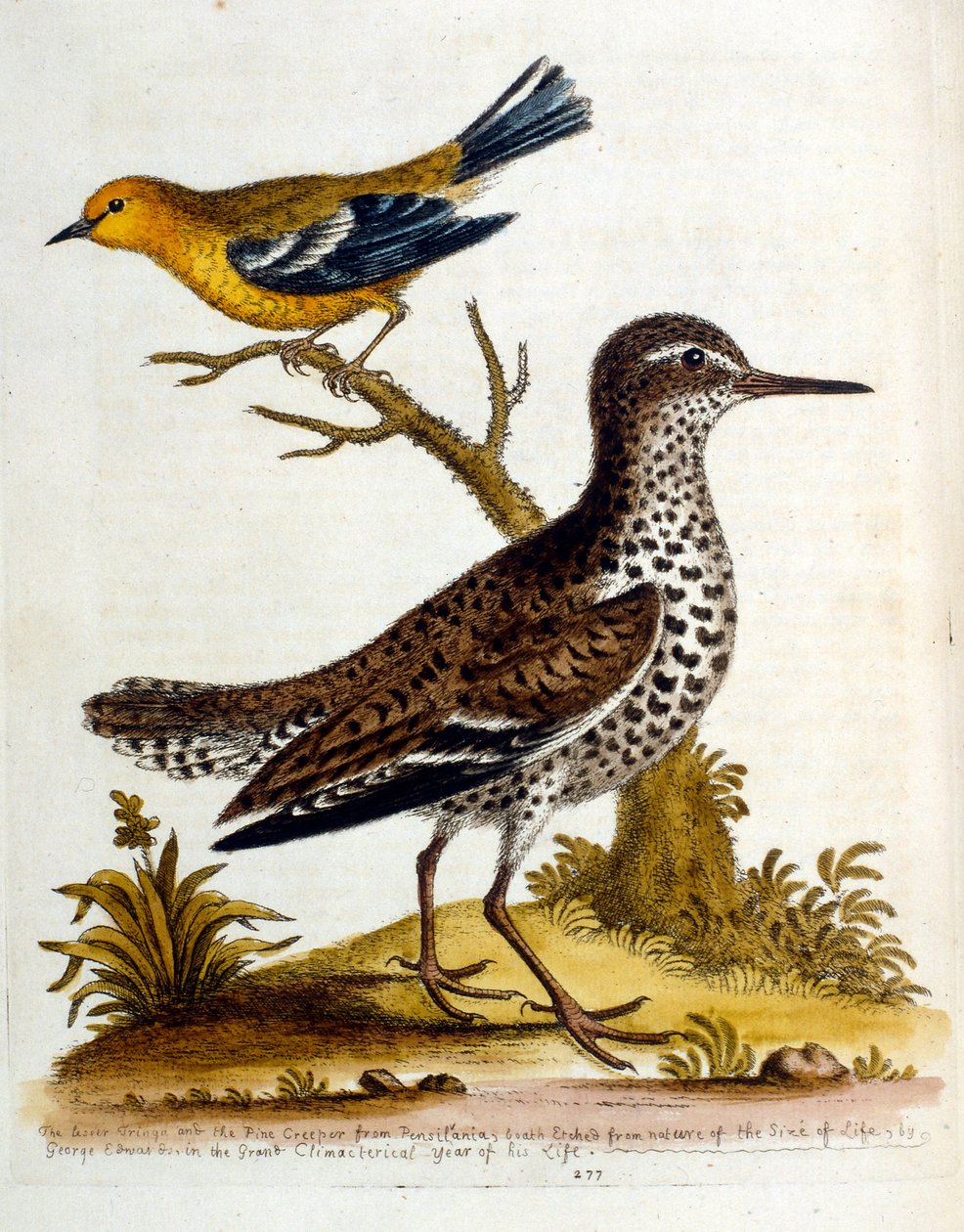Aquarelillustratie uit een boek met zeldzame vogels van G Edwards 1750. George Edwards (1694-1773) was een Britse naturalist en ornitholoog. Hij reisde veel door Europa en bestudeerde de natuurlijke historie en vogels in het bijzonder. Hij kreeg enige erke door George Edwards