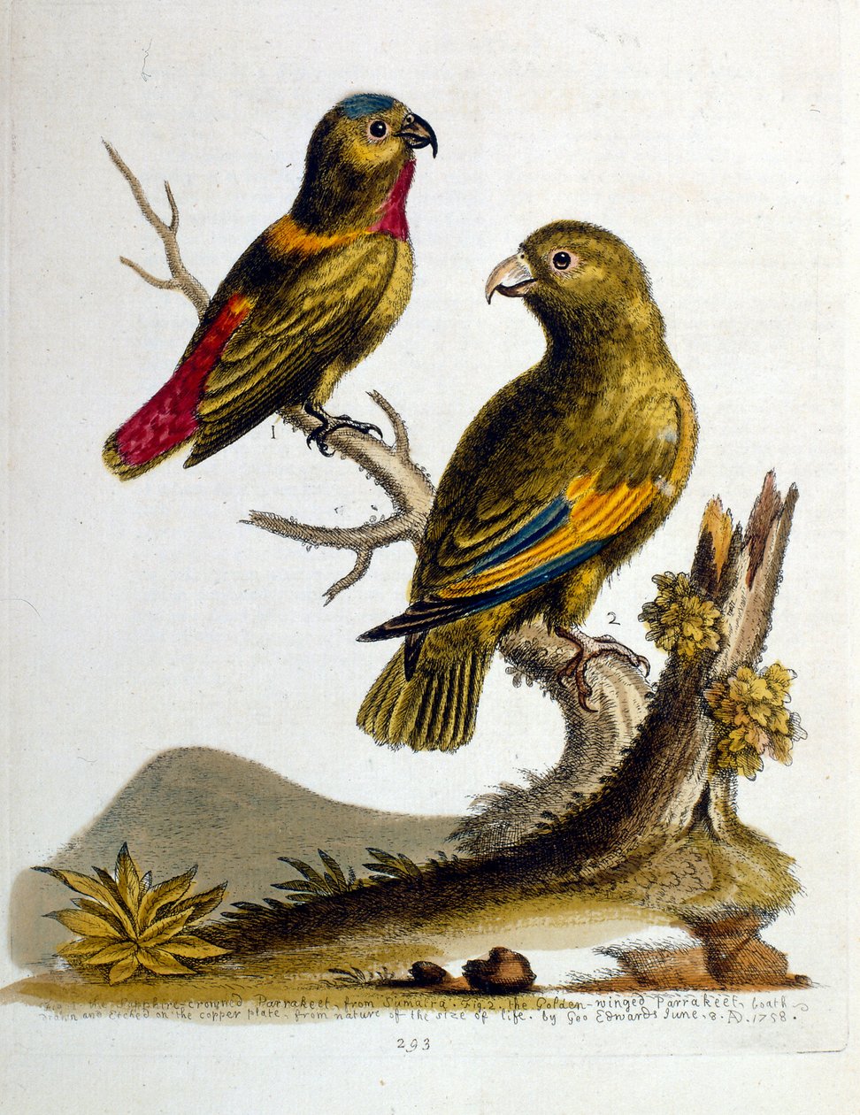 Aquarelillustratie uit een boek met zeldzame vogels van G Edwards 1750. George Edwards (1694-1773) was een Britse naturalist en ornitholoog. Hij reisde veel door Europa en bestudeerde de natuurlijke historie en vogels in het bijzonder. Hij kreeg enige erke door George Edwards