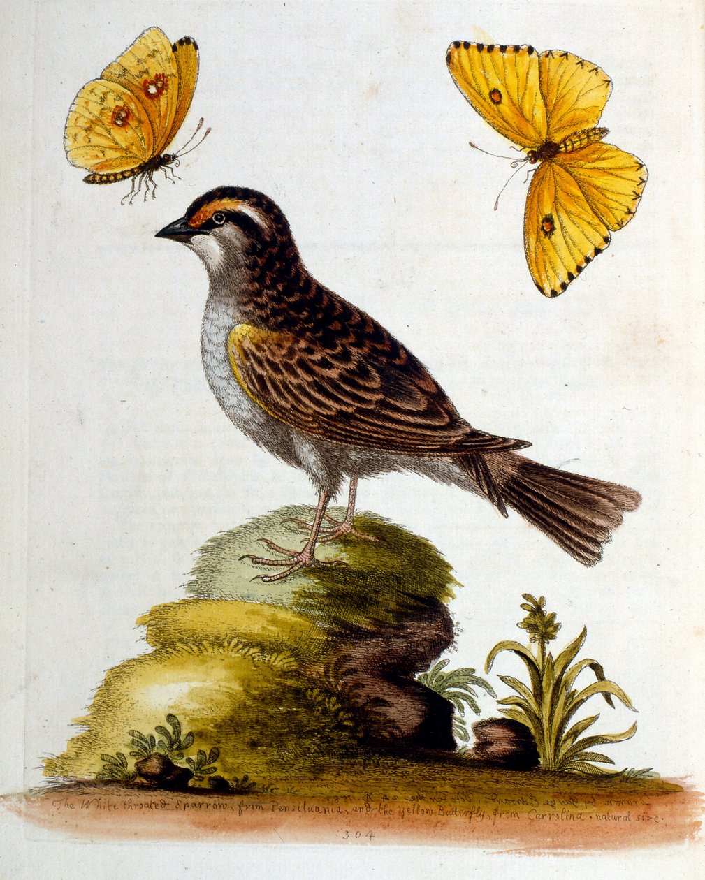 Aquarelillustratie uit een boek met zeldzame vogels van G Edwards 1750. George Edwards (1694-1773) was een Britse naturalist en ornitholoog. Hij reisde veel door Europa en bestudeerde de natuurlijke historie en vogels in het bijzonder. Hij kreeg enige erke door George Edwards