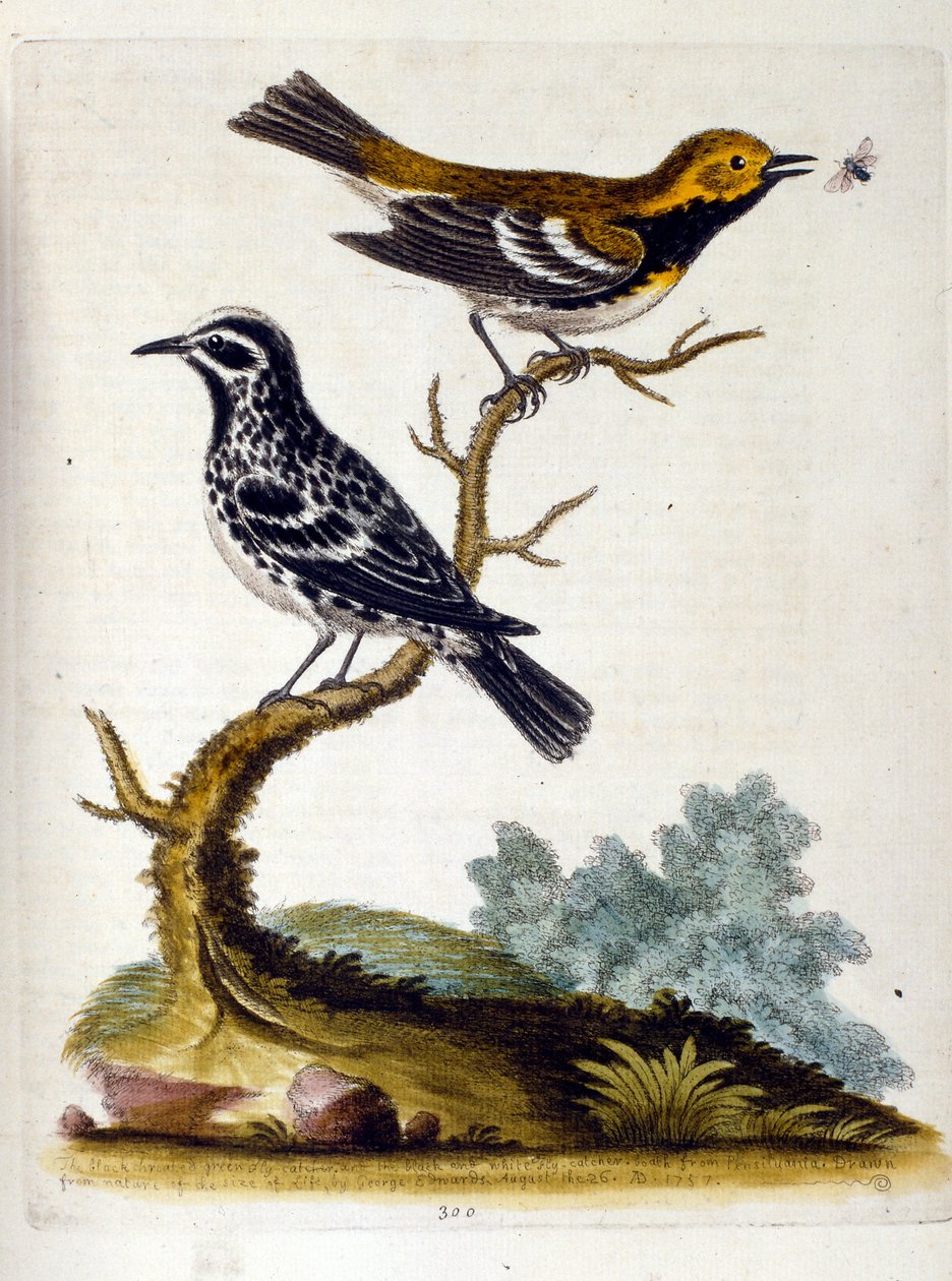 Aquarelillustratie uit een boek met zeldzame vogels van G Edwards 1750. George Edwards (1694-1773) was een Britse naturalist en ornitholoog. Hij reisde veel door Europa en bestudeerde de natuurlijke historie en vogels in het bijzonder. Hij kreeg enige erke door George Edwards