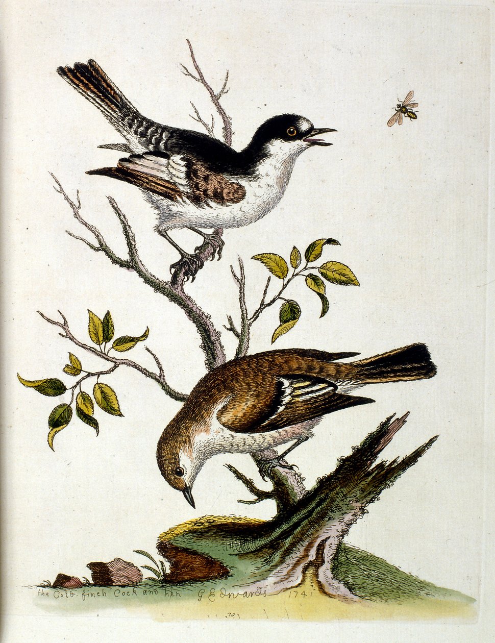 Aquarelillustratie uit een boek met zeldzame vogels van G Edwards 1750. George Edwards (1694-1773) was een Britse naturalist en ornitholoog. Hij reisde veel door Europa en bestudeerde de natuurlijke historie en vogels in het bijzonder. Hij kreeg enige erke door George Edwards