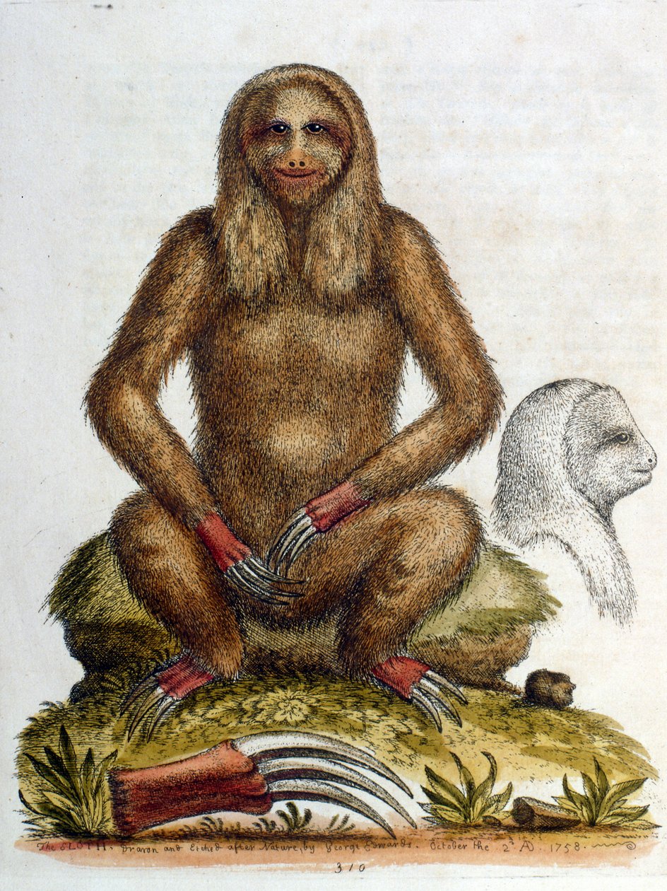 Aquarelillustratie van een drietenige luiaard door G Edwards 1758. George Edwards (1694-1773) was een Britse naturalist en ornitholoog. Hij reisde veel door Europa en bestudeerde de natuur en vogels in het bijzonder. Hij kreeg enige erkenning door George Edwards