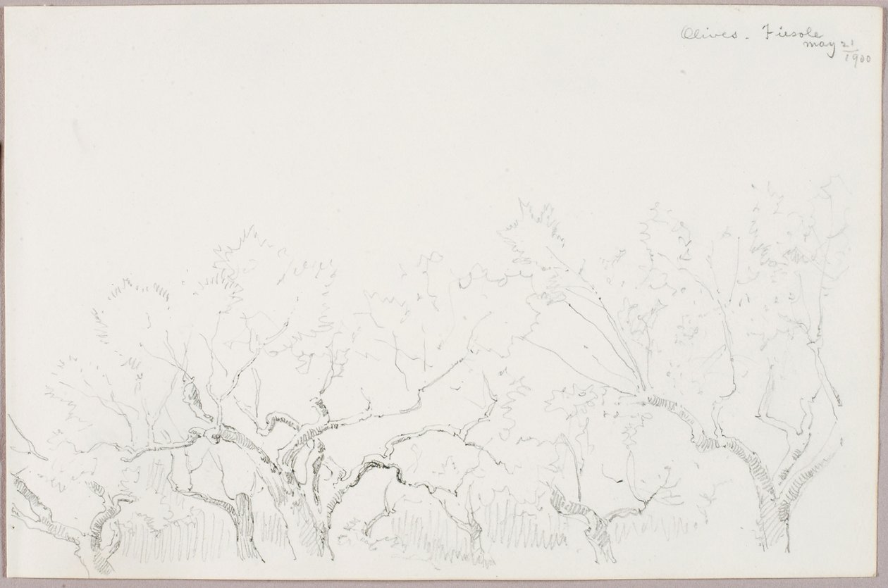 Olijven--Fiesole door George Elbert Burr