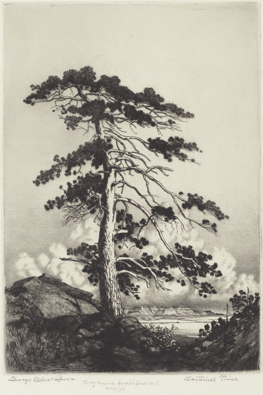 Wachterspijnboom door George Elbert Burr