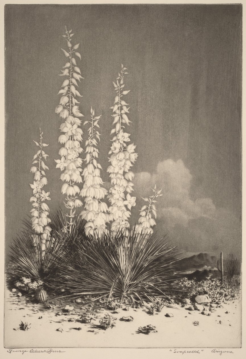 Soapweed, Arizona (nr. 2) door George Elbert Burr
