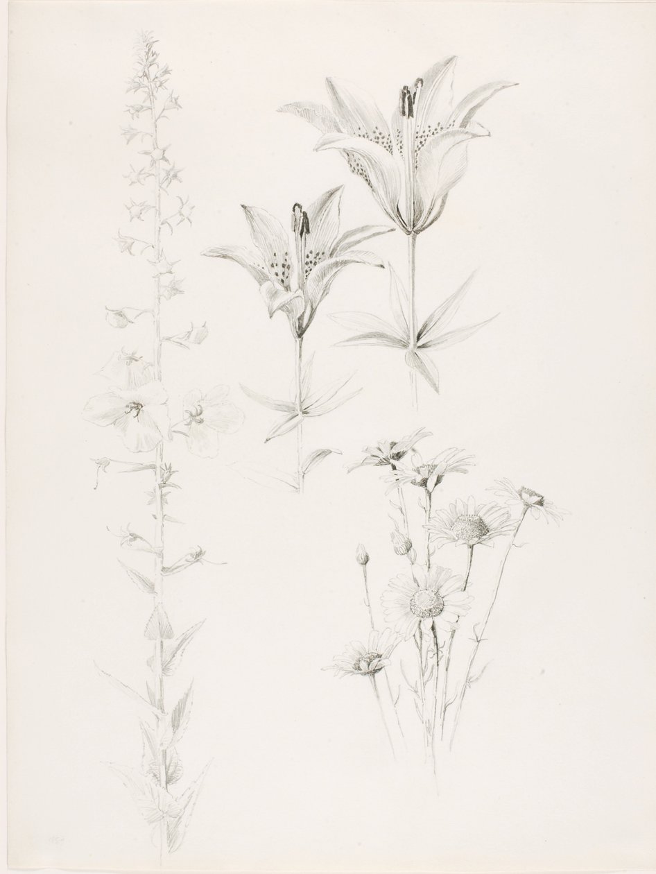 Zonder titel (Lelie, Madeliefje, Hibiscus) door George Elbert Burr
