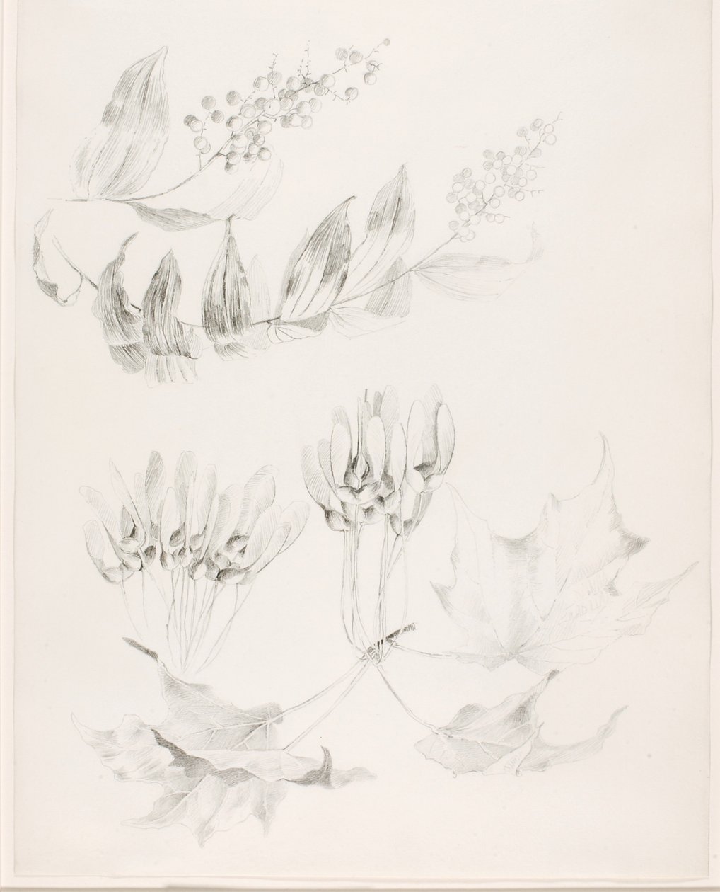 Zonder titel (Suikeresdoorn en valse salomonszegel) door George Elbert Burr