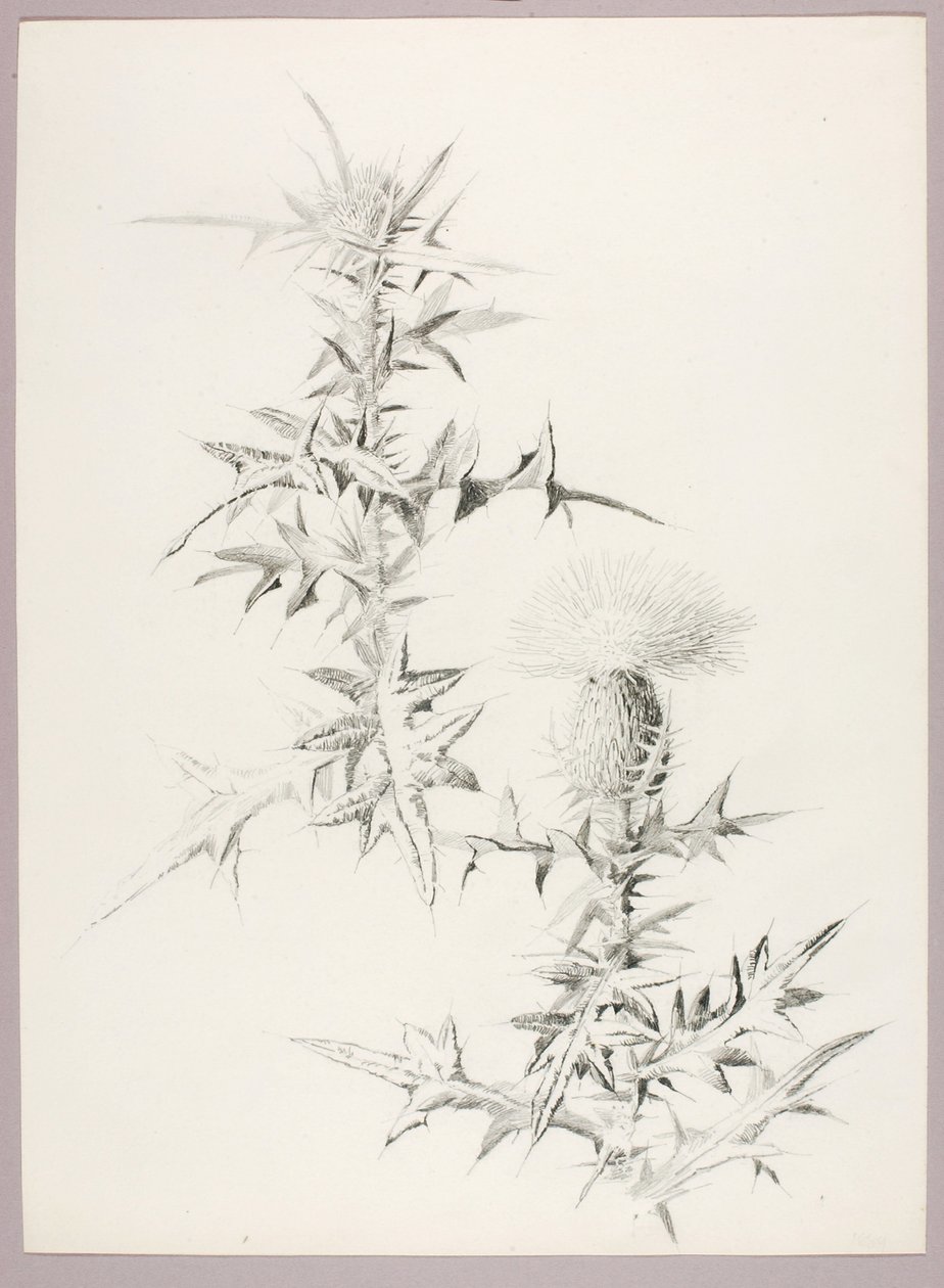 Zonder titel (Distel) door George Elbert Burr