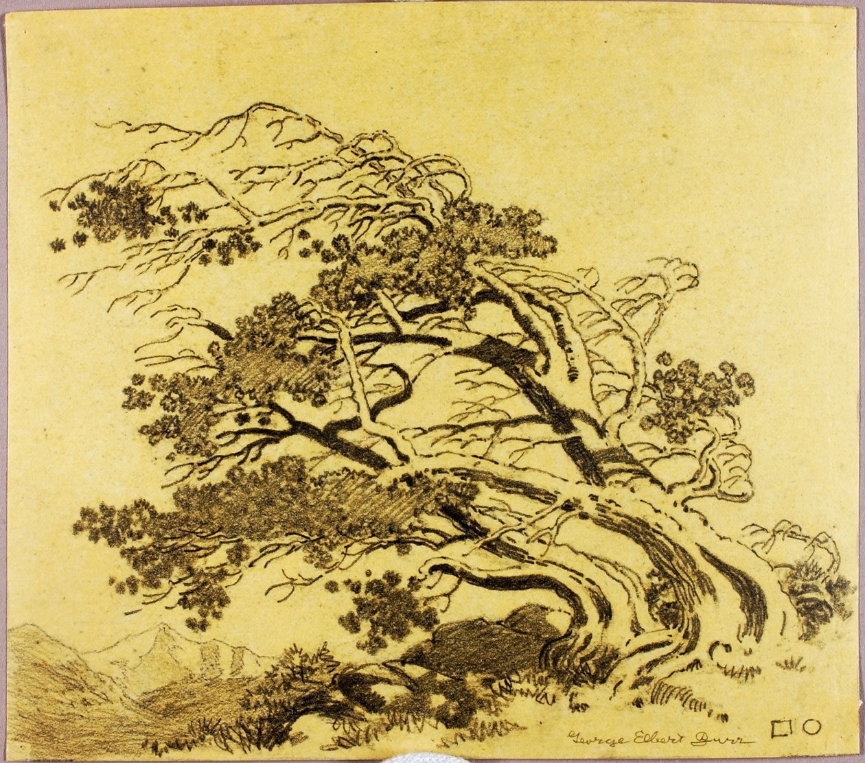 Zonder titel (overdrachtstekening voor Dennen in de wind, Estes Park) door George Elbert Burr