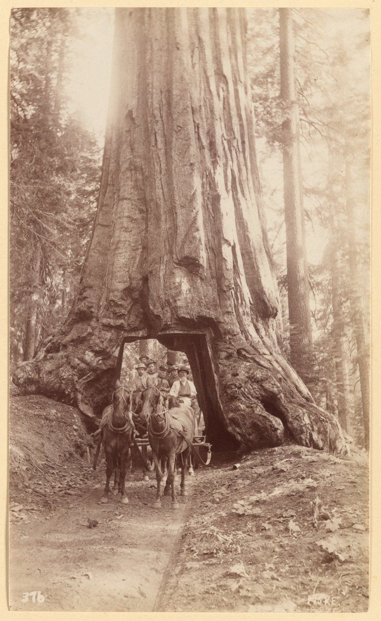 Wawona. toont stadium in de boom (diameter, 30 voet). Mariposa-woud. door George Fiske