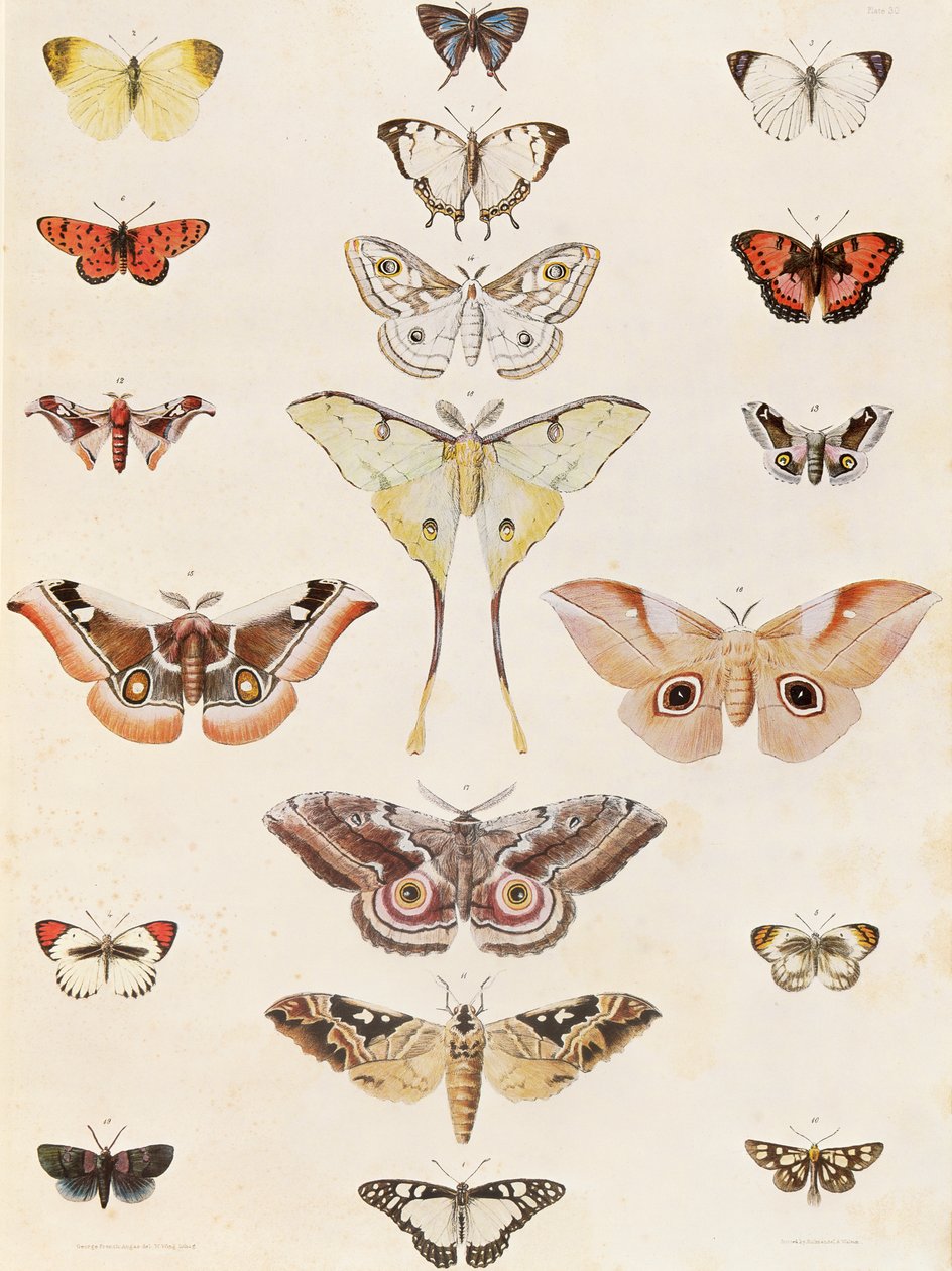Lepidoptera uit Natal en het Zulu-land door George French Angas