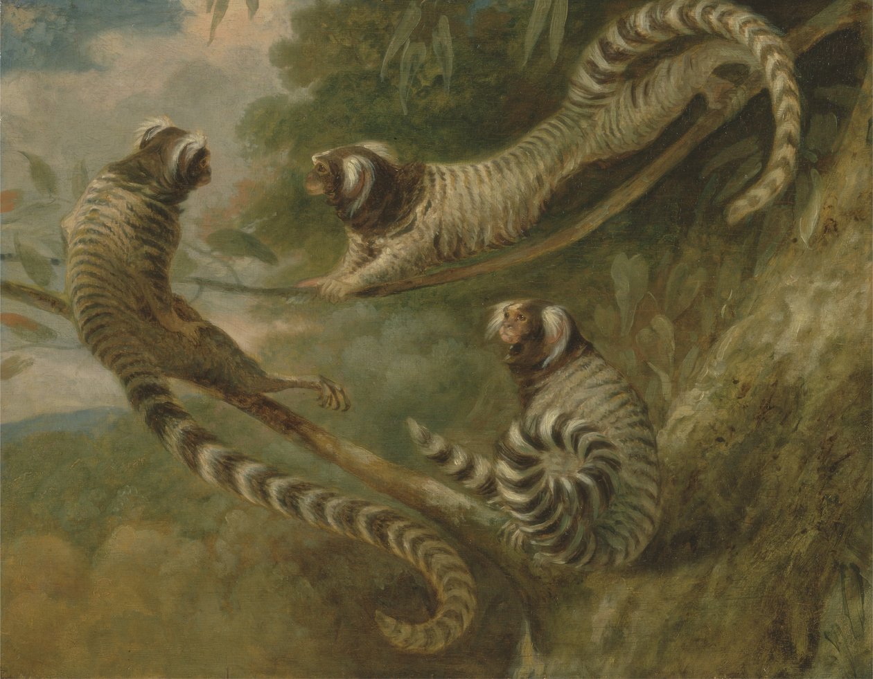 Een Marmoset in Drie Houdingen door George Garrard