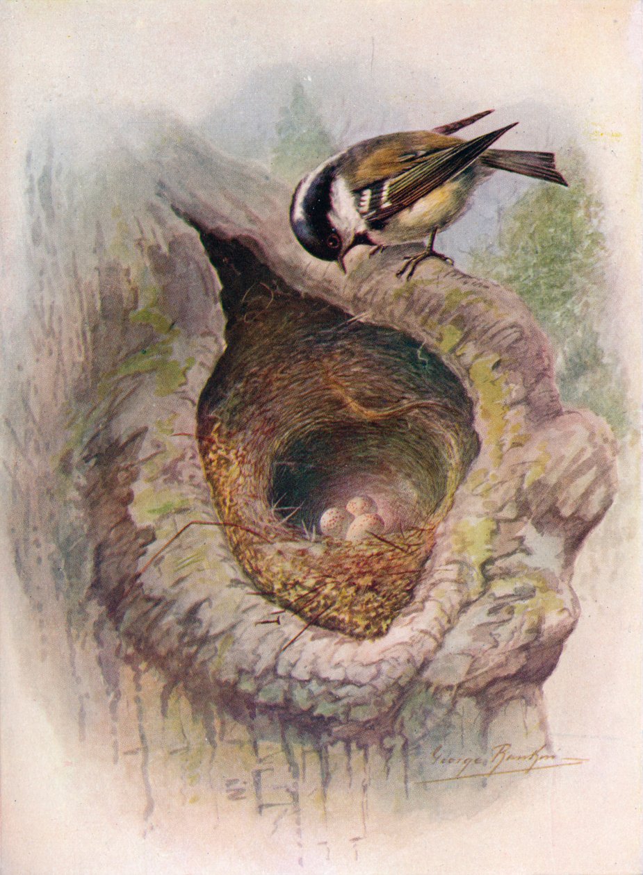 Koolmees - Parus ater, ca. 1910, 1910 door George James Rankin