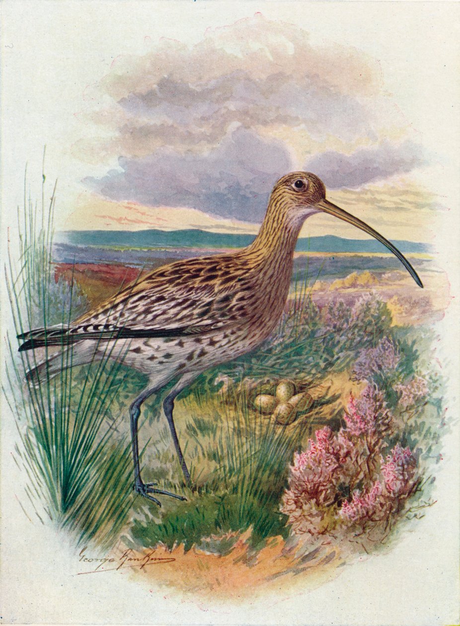 Wulp - Numenius arquata, ca. 1910, 1910 door George James Rankin