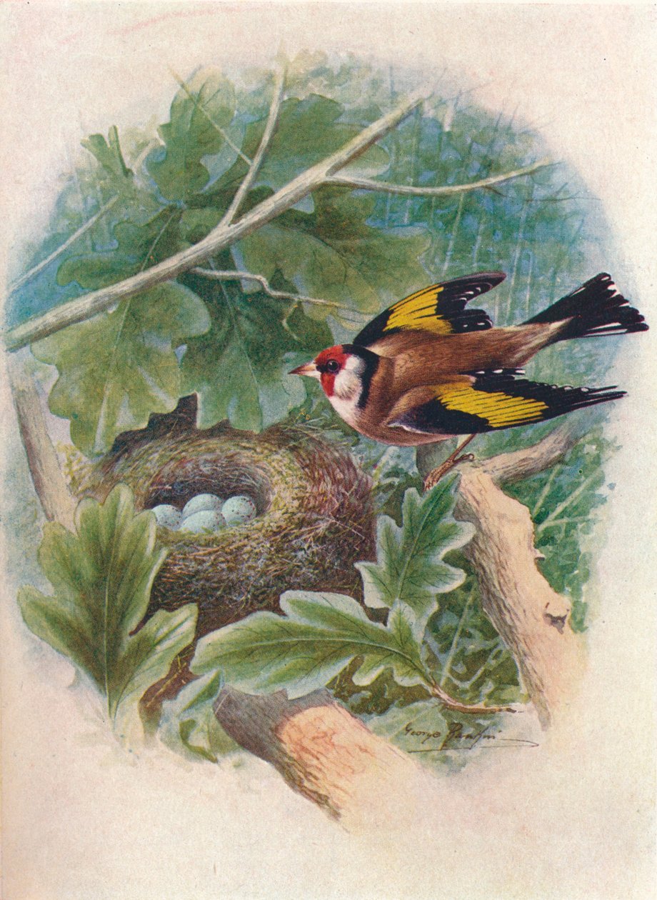 Putter - Carduelis elegans, ca. 1910 door George James Rankin