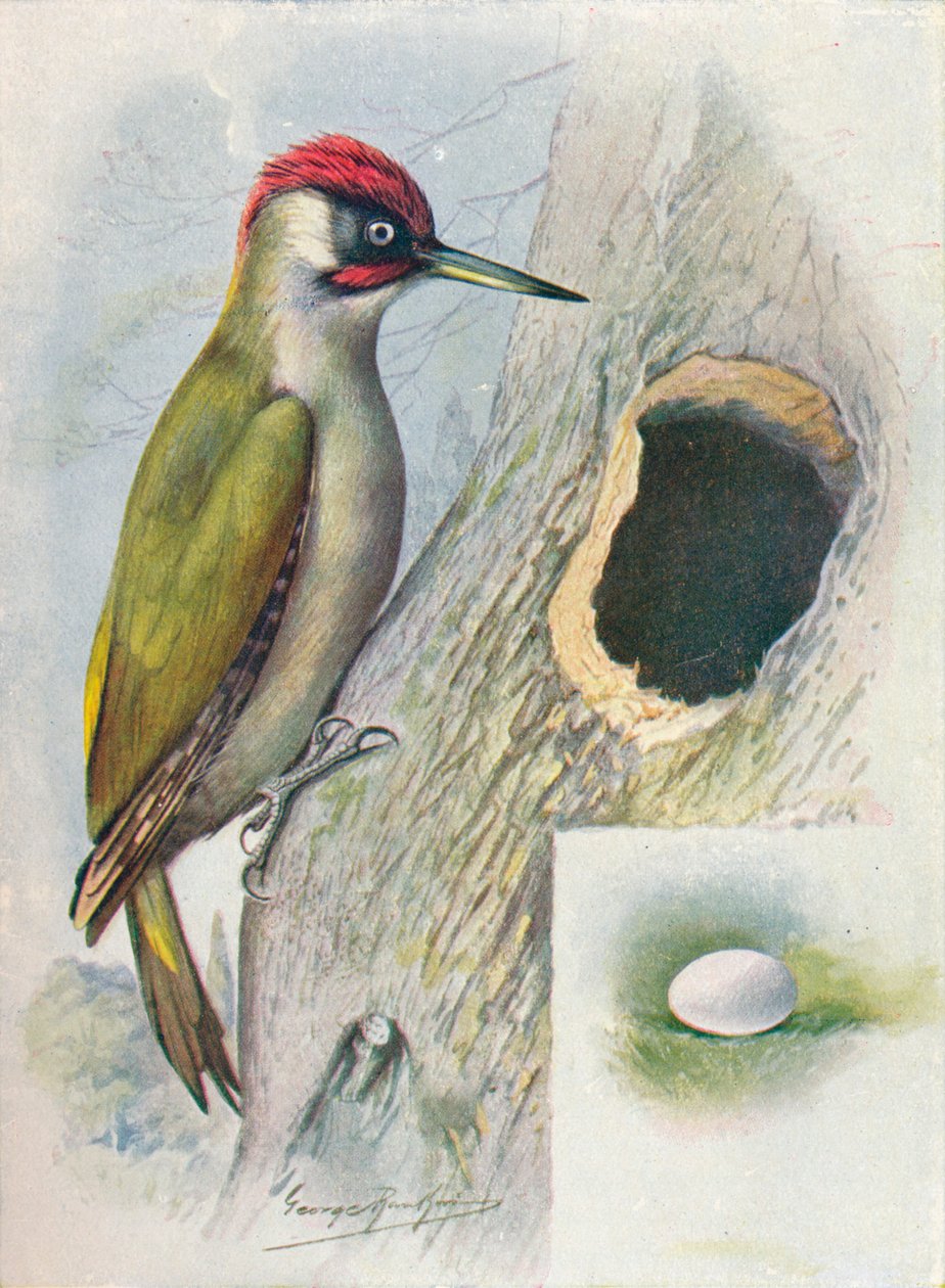 Groene specht - Gecinus viridis, ca. 1910 door George James Rankin