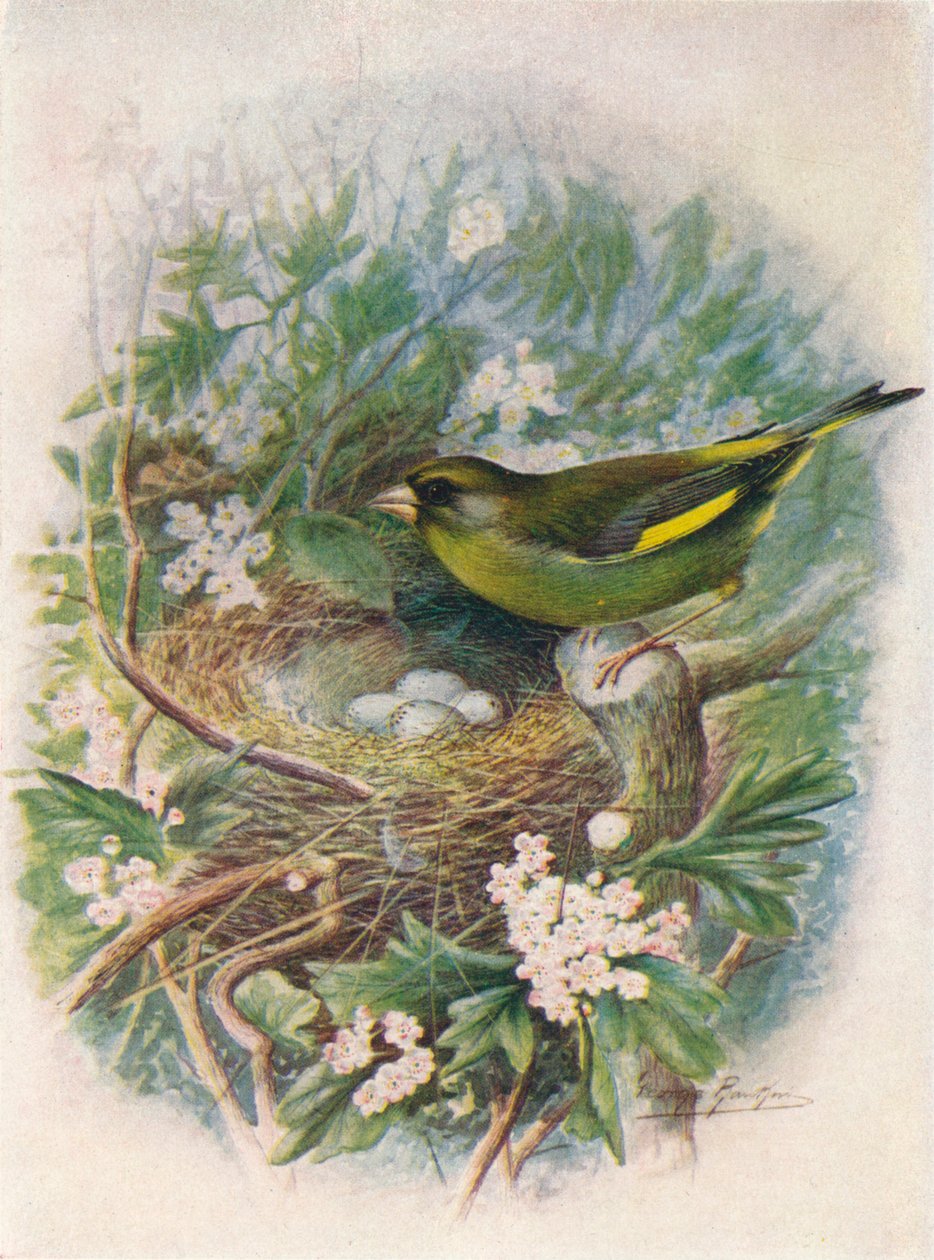 Groenling - Ligurinus chloris, ca. 1910 door George James Rankin