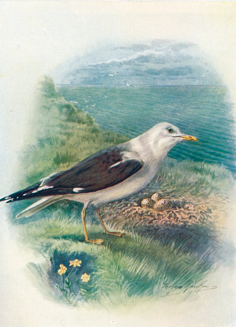 Kleine Mantelmeeuw - Larus fuscus, ca. 1910 door George James Rankin