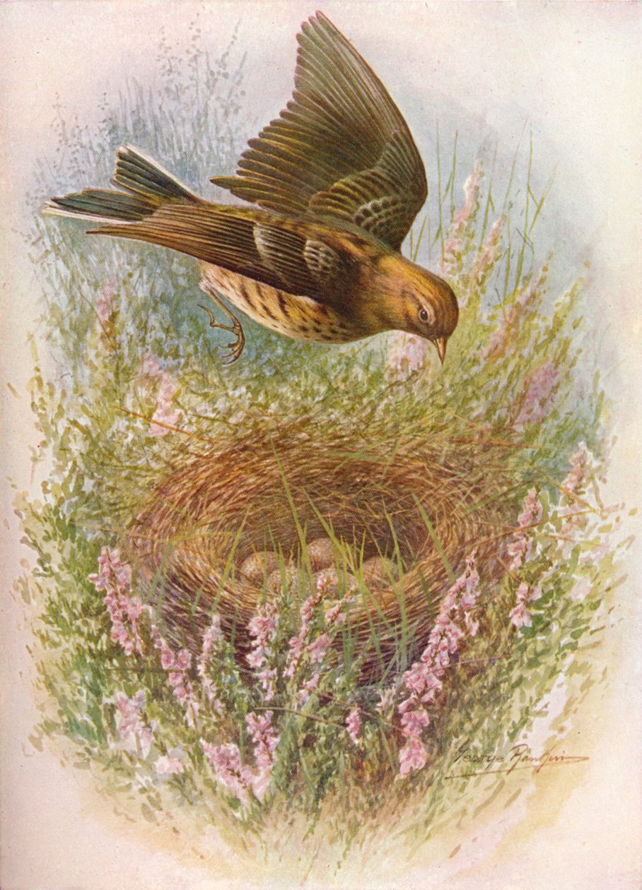 Graspieper - Anthus pratensis, ca. 1910 door George James Rankin