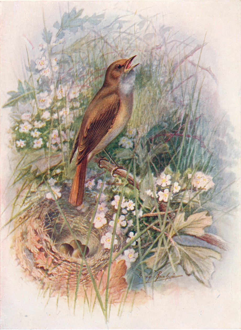Nachtegaal - Daulias luscinia, ca. 1910, 1910 door George James Rankin