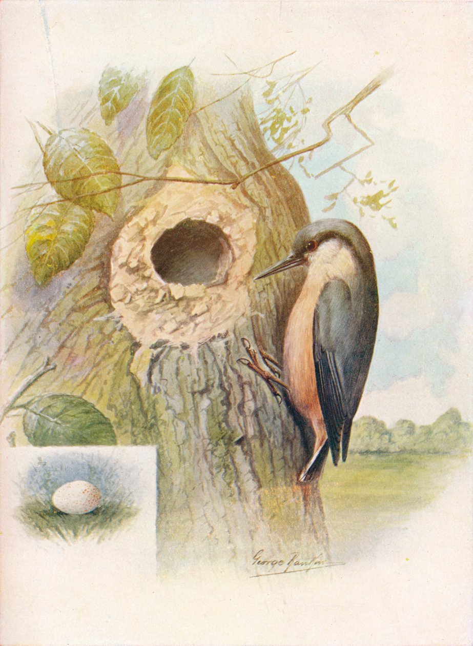 Boomklever - Sitta caesia, ca. 1910 door George James Rankin