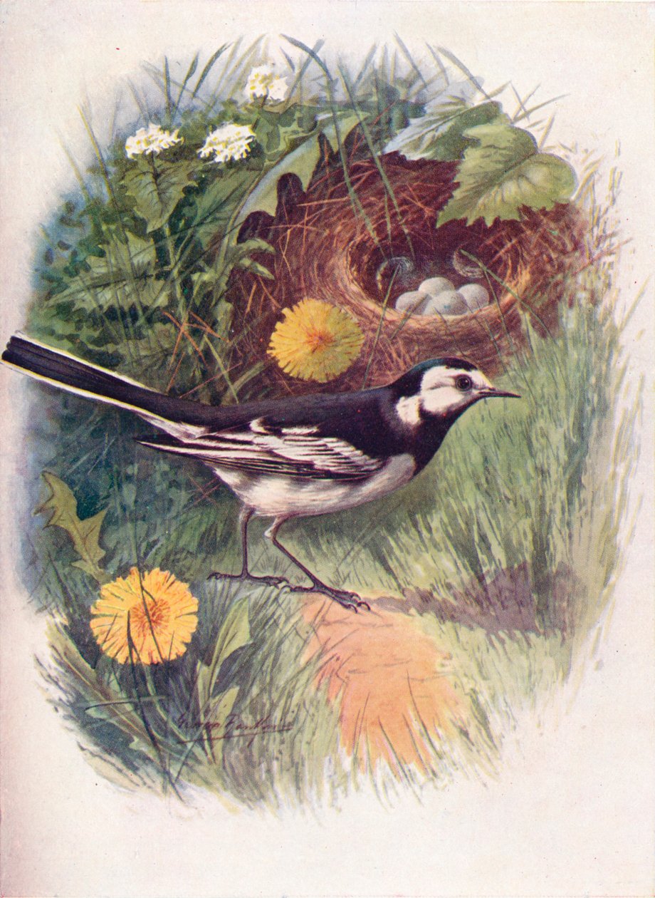 Witte kwikstaart - Motacilla lugubris door George James Rankin